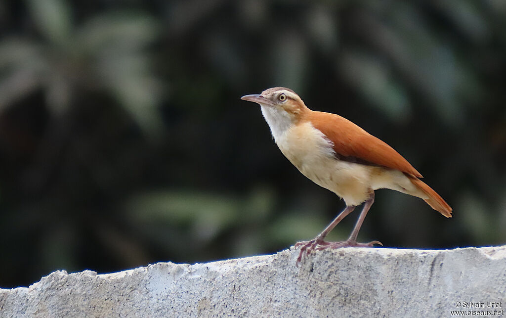 Pale-legged Horneroadult