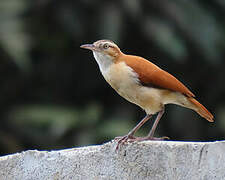 Pale-legged Hornero