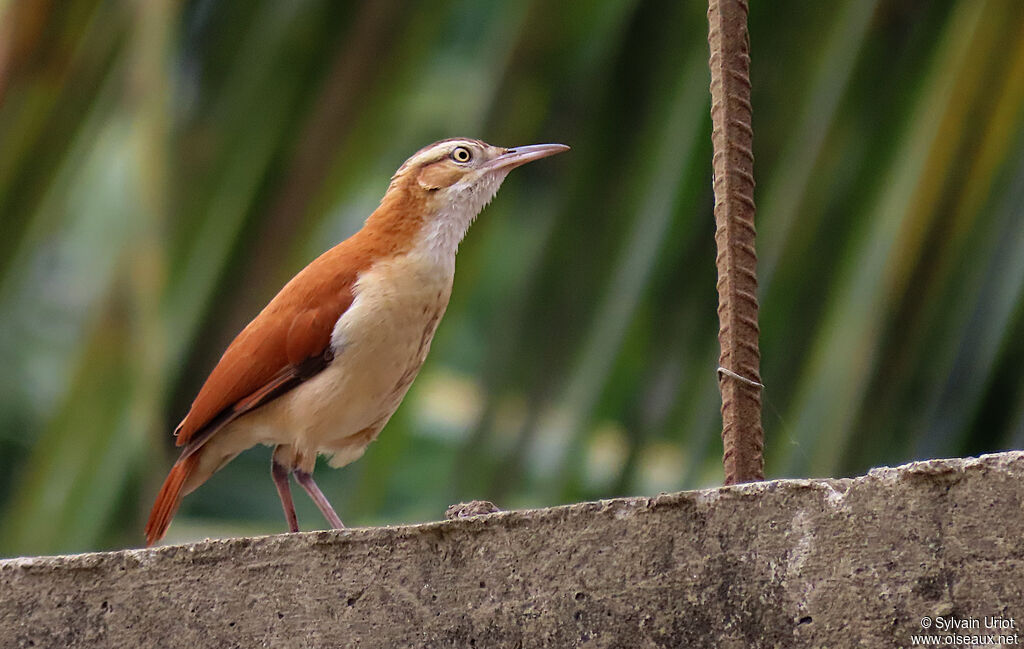 Pale-legged Horneroadult