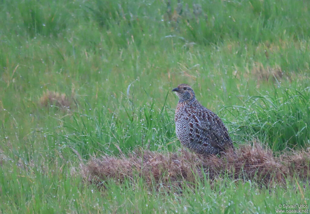 Francolin à ailes grisesadulte