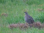 Francolin à ailes grises