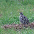 Francolin à ailes grises