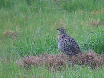 Francolin à ailes grises