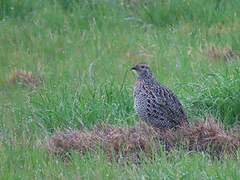 Grey-winged Francolin