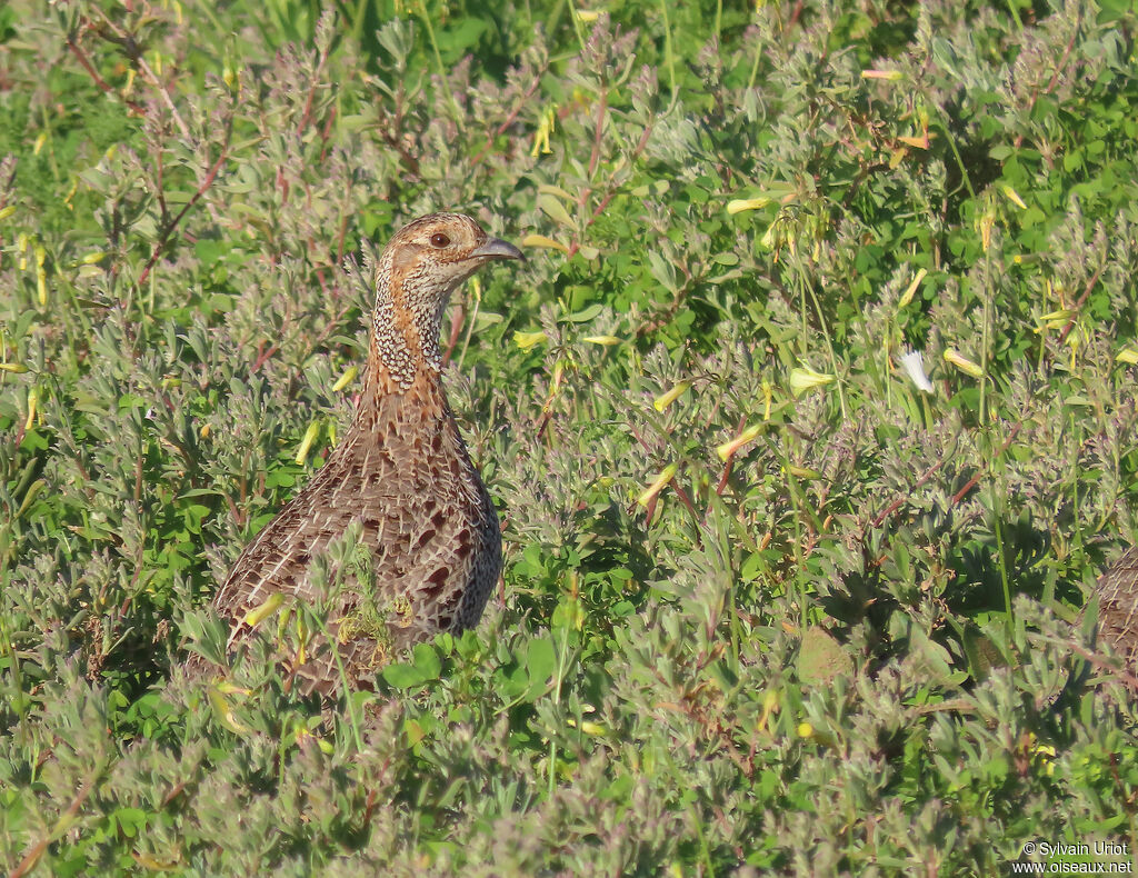 Francolin à ailes grisesadulte