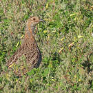 Francolin à ailes grises
