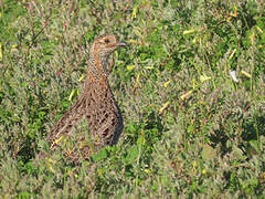 Grey-winged Francolin