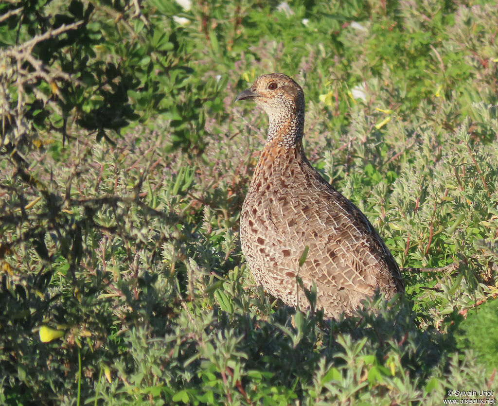 Francolin à ailes grisesadulte