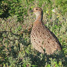 Francolin à ailes grises