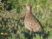 Francolin à ailes grises