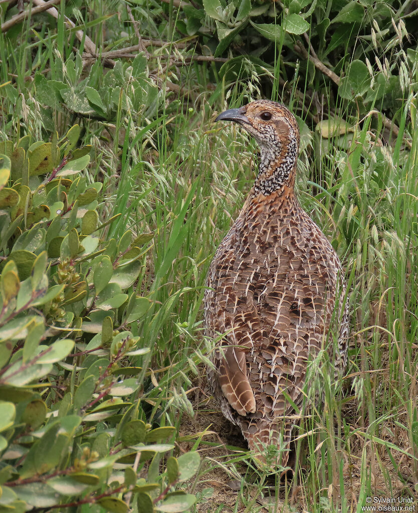 Grey-winged Francolinadult