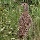 Francolin à ailes grises