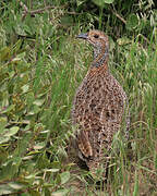 Grey-winged Francolin