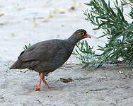 Francolin à bec rouge