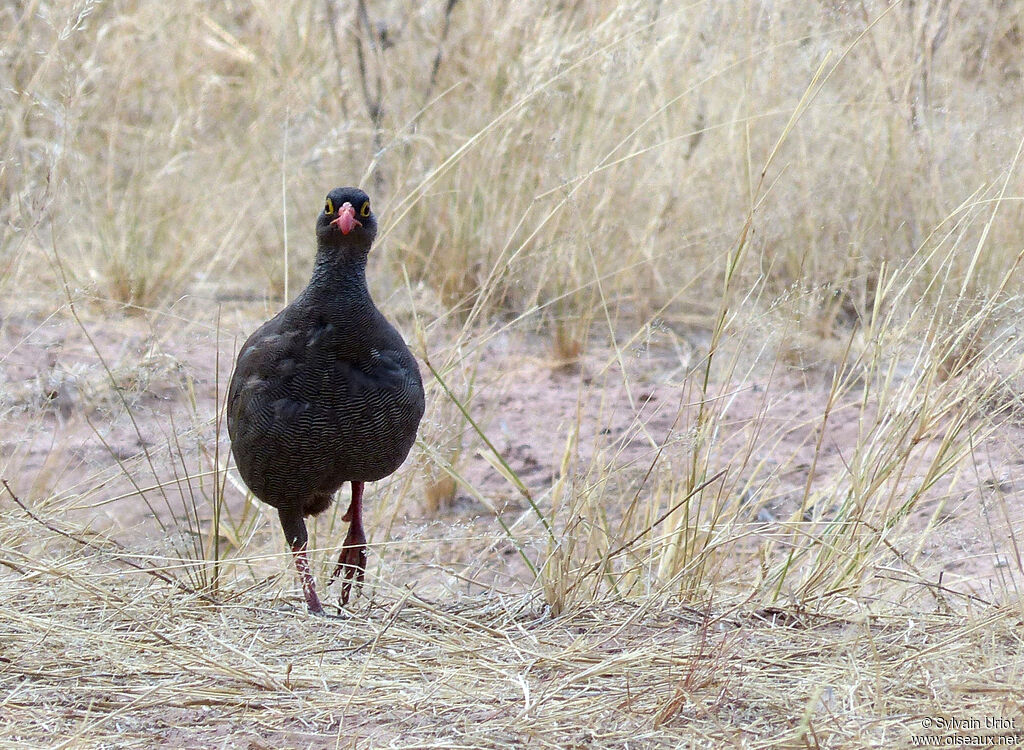 Francolin à bec rouge