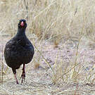 Francolin à bec rouge