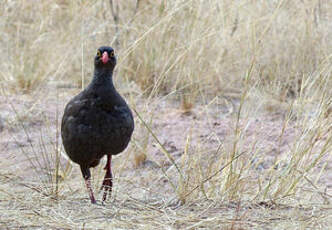 Francolin à bec rouge