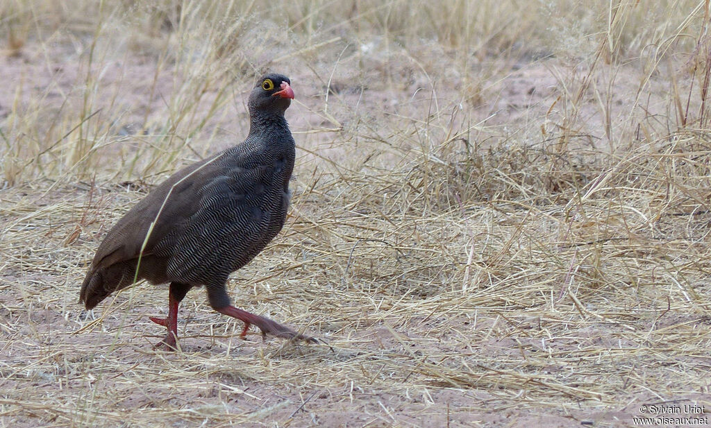 Francolin à bec rouge