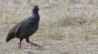 Red-billed Spurfowl