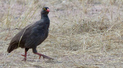 Francolin à bec rouge