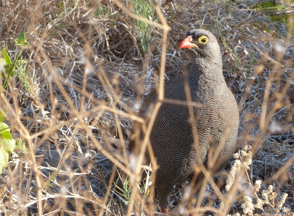 Francolin à bec rougeadulte