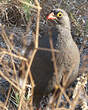 Francolin à bec rouge