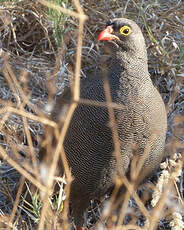 Francolin à bec rouge