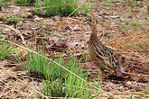 Francolin à gorge blanche