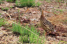 Francolin à gorge blanche