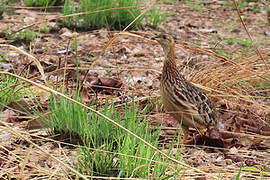 Francolin à gorge blanche