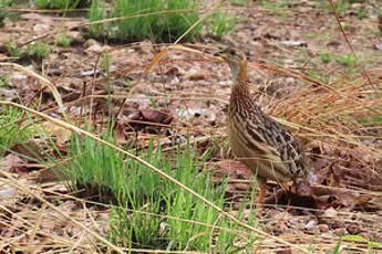 Francolin à gorge blanche