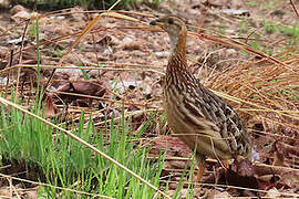 Francolin à gorge blanche