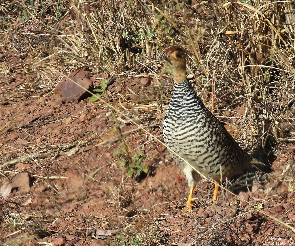 Francolin coqui mâle adulte