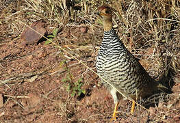 Coqui Francolin