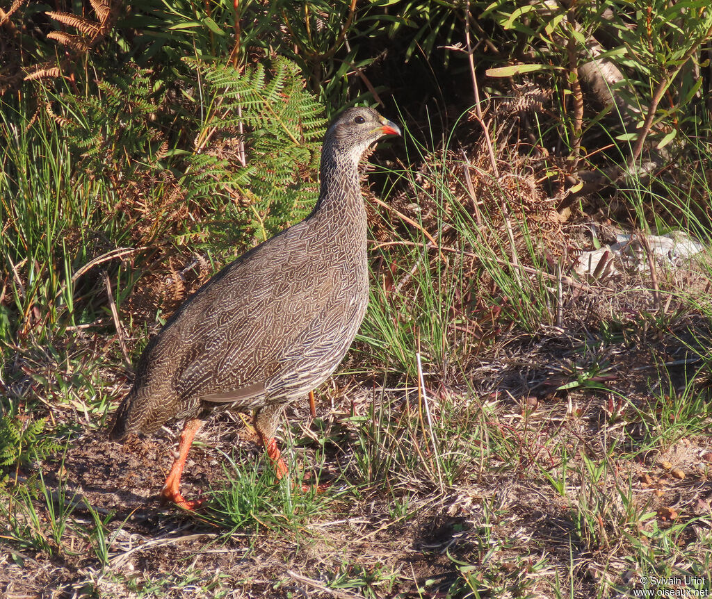 Francolin criardadulte