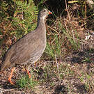 Francolin criard