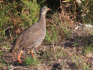 Francolin criard