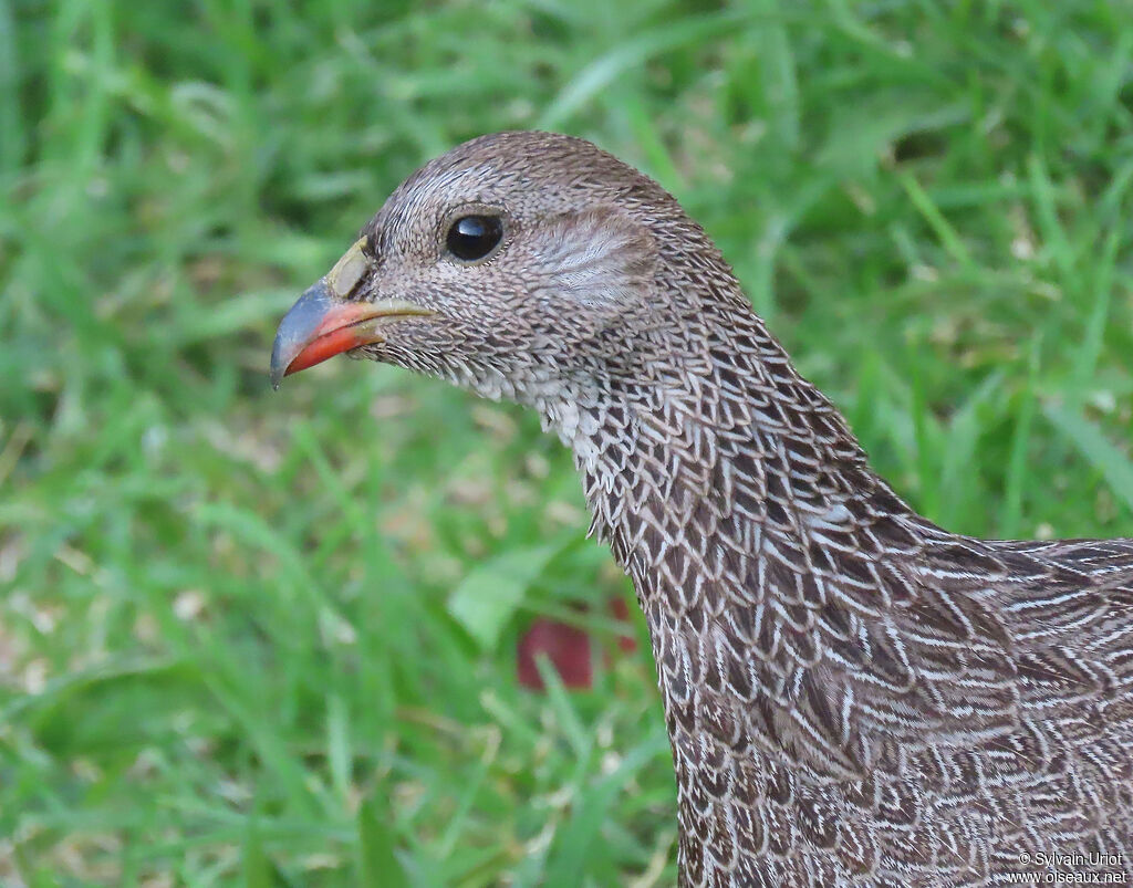 Francolin criardadulte