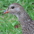 Francolin criard