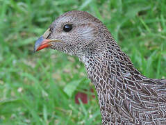 Cape Spurfowl