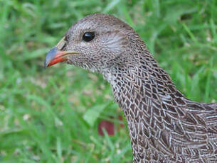 Francolin criard