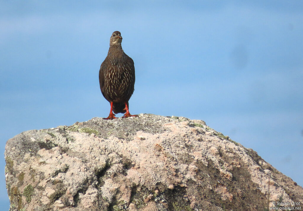 Francolin criardadulte