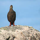 Francolin criard
