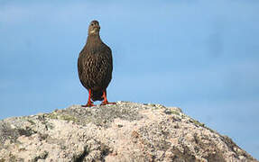 Francolin criard