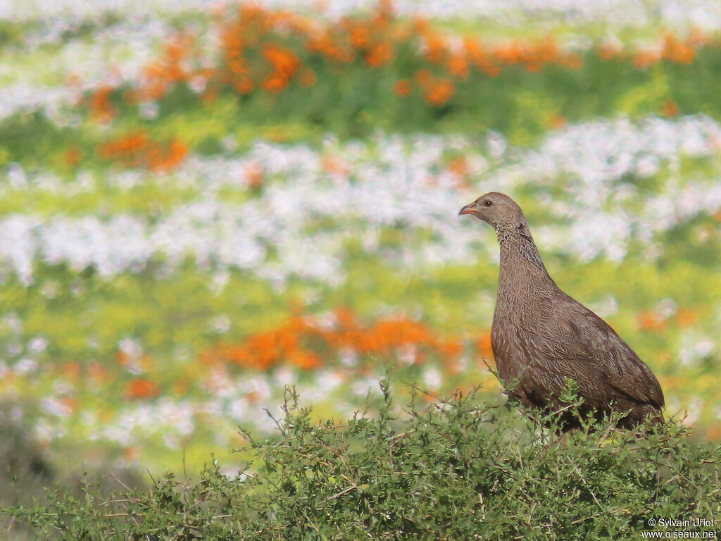 Francolin criardadulte