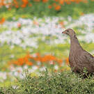 Francolin criard