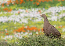 Francolin criard