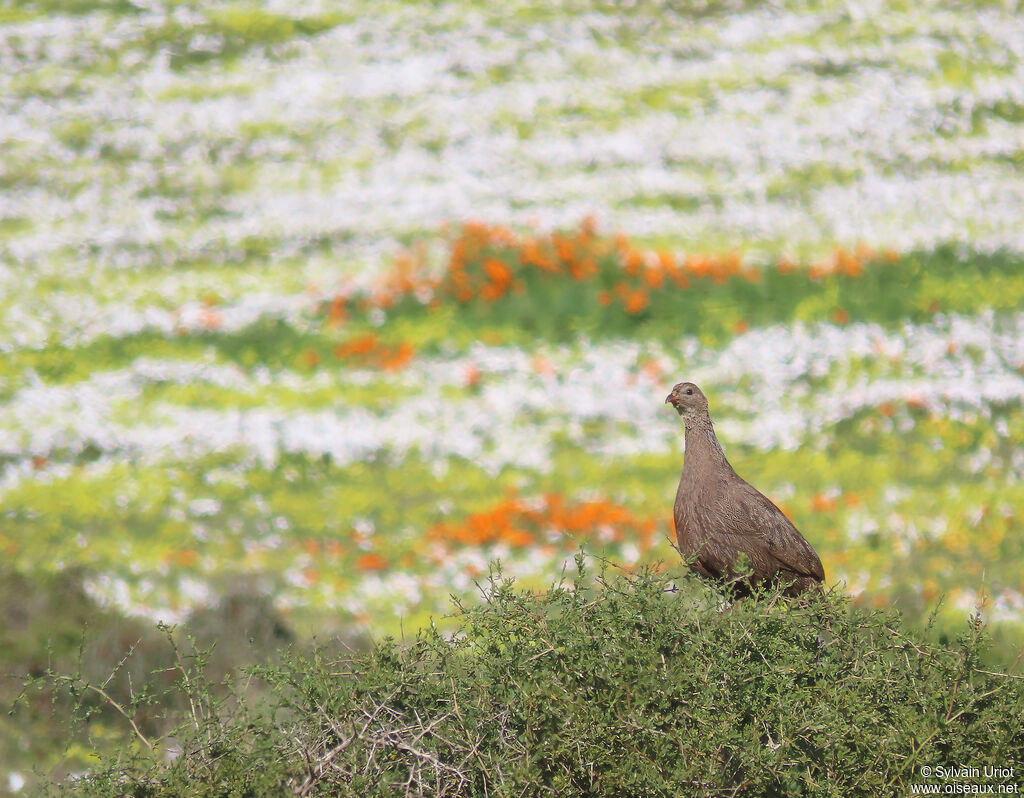 Francolin criardadulte