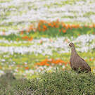 Francolin criard
