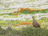 Francolin criard